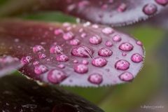 Tintin_macro-jardinerie-Constantin-3