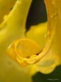 Tintin_macro-jardinerie-Constantin-4
