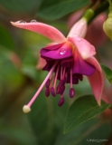 Tintin_macro-jardinerie-Constantin-5
