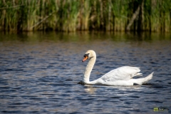 BNG1675