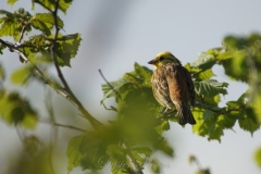 Bruant-jaune