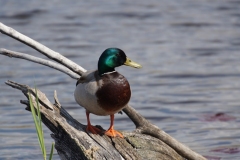 Canard-Colvert