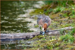 Canard-siffleur-LR
