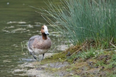 Canard-siffleur