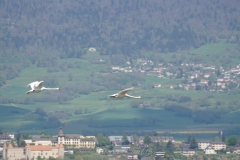 Cygne-tubercule
