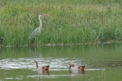 Heron-cendre