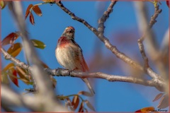 Linotte-melodieuse-LR