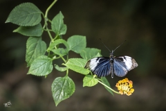 BD_Papillon_2025-1