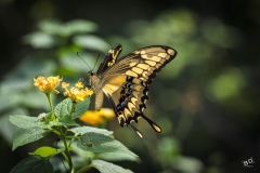 BD_Papillon_2025-2