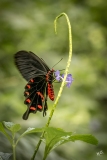BD_Papillon_2025-3