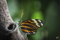 BD_Papillon_2025-4