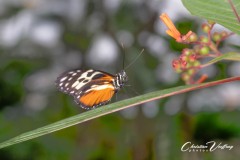 Christian-papillorama-01