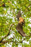 Christian-papillorama-02