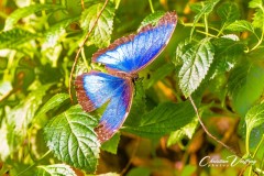 Christian-papillorama-03