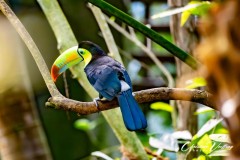 Christian-papillorama-04