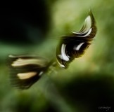 Erwin_papilliorama-1