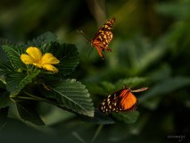 Erwin_papilliorama-3