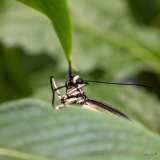 GAV_Papillorama-1