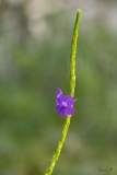 GAV_Papillorama-2
