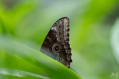 Gilbert_Papillorama-1