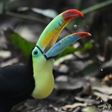 Gilbert_Papillorama-2