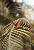 Pierre-Antoine_Papilliorama-2