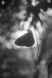 Roger_Papilliorama-2