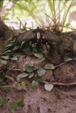 Roger_Papilliorama-3