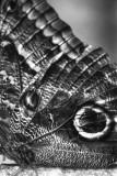 Roger_Papilliorama-4