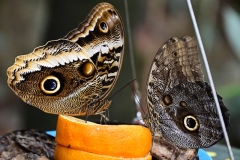 SC-papiliorama-1