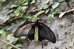 SC-papiliorama-2