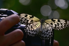 SC-papiliorama-3
