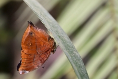SC-papiliorama-4