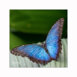2016-Papillorama-122