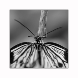 2016-Papillorama-130