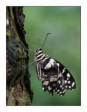 2016-Papillorama-141