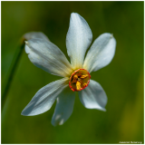 LR-Narcissus-radiiflorus-Cest-moi-la-vedette