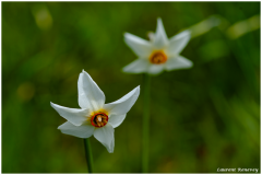LR-Narcissus-radiiflorus-Et-nous-alors
