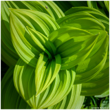 LR-gentiane-jaune-Gentiana-lutea