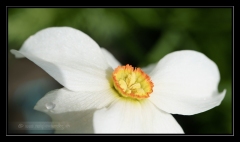 MP-Narcisse4