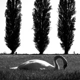 A_poils_ou_a_plume_MartinetSebastien_01