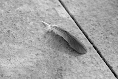 A_poils_ou_a_plumes_DevaudDaniel_01