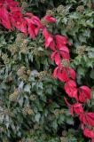 ED_Automne-1
