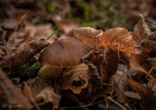 Erwin_IMG_1439-2-2