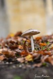Josianne_Romainmotier-1