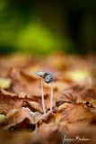 Josianne_Romainmotier-2