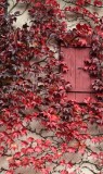 Josianne_Romainmotier-4