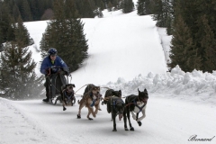 Chiens_mosses (10)