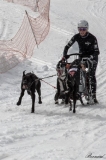 Chiens_mosses (12)
