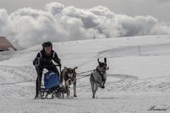 Chiens_mosses (13)